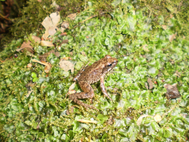 girini Bufo bufo e rane italiche