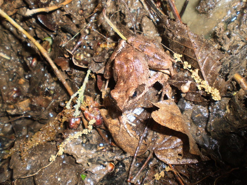 girini Bufo bufo e rane italiche