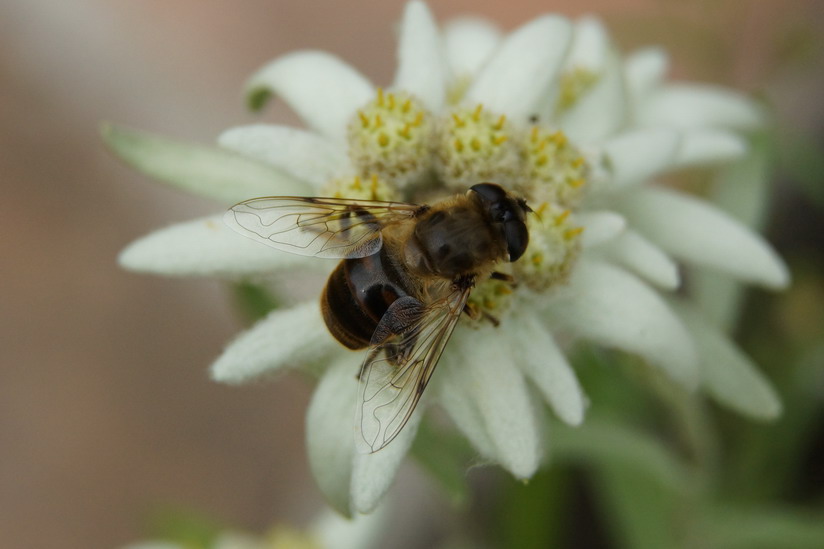 Eristalis tenax