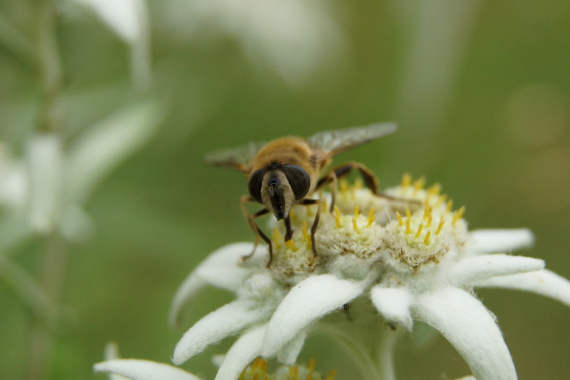 Eristalis tenax