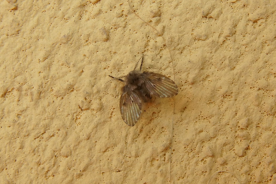 ID - Psychodidae