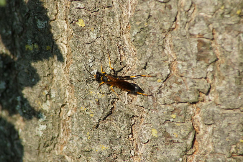 Sceliphron caementarium