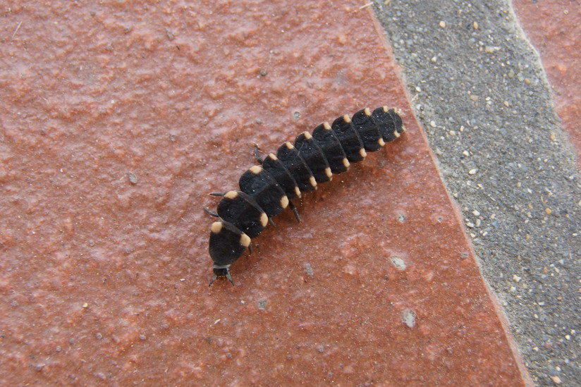 Larva di Drylus flavescens e larva di Lampyridae