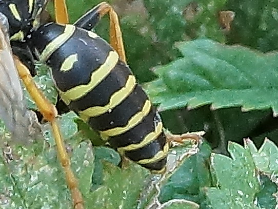 quale Polistes? Maschio di P. associus