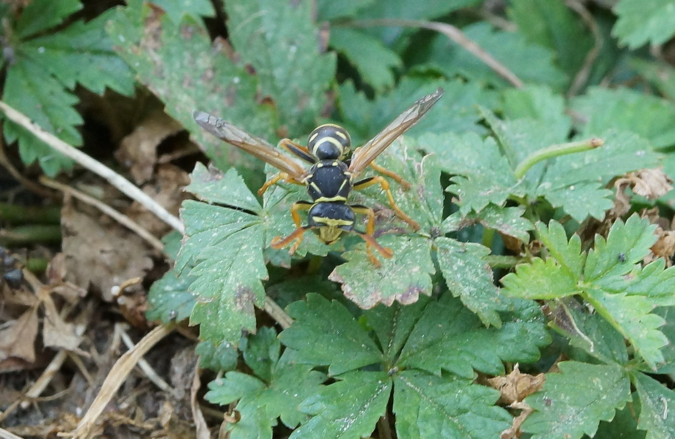 quale Polistes? Maschio di P. associus