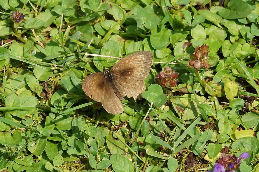 erebia?