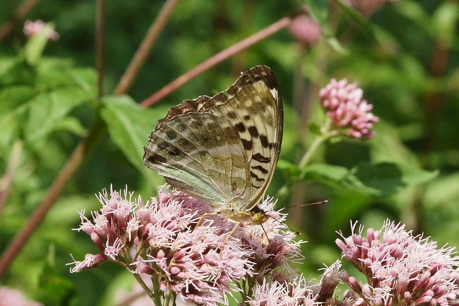 argynnis paphia ?