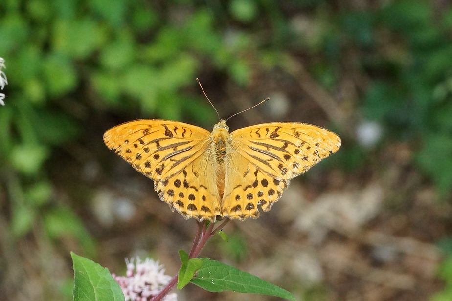 argynnis paphia ?