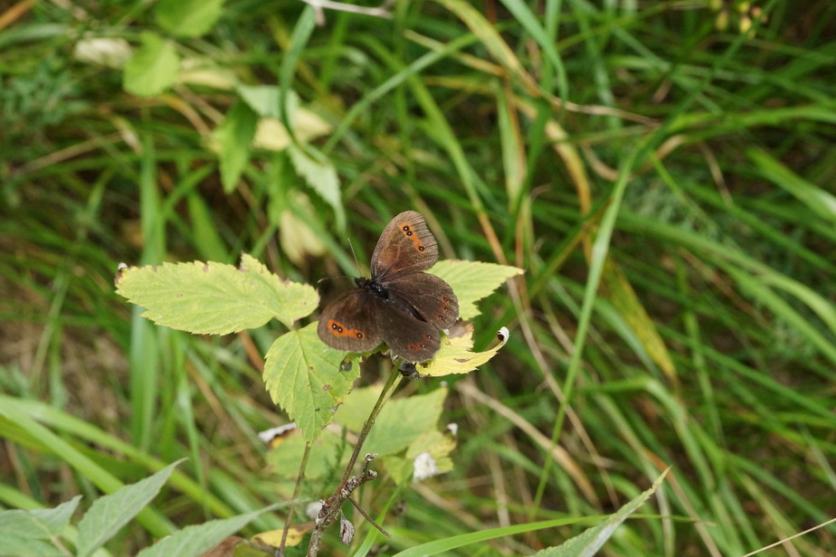 Erebia ?