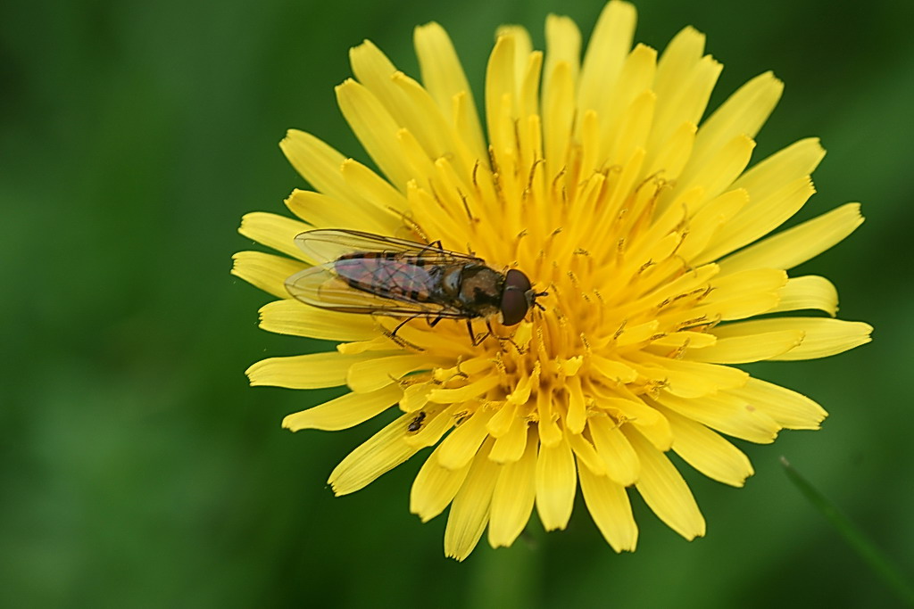 Episyrphus balteatus