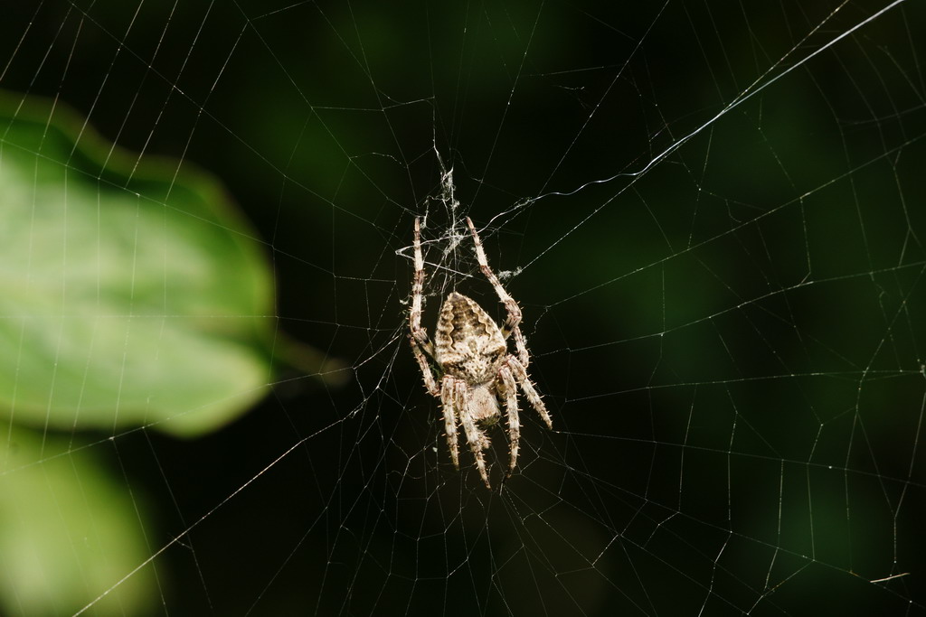 Araneus sp.