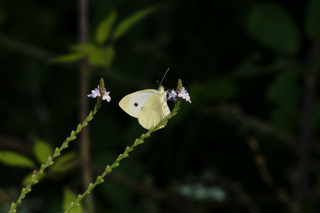 Pieris brassicae