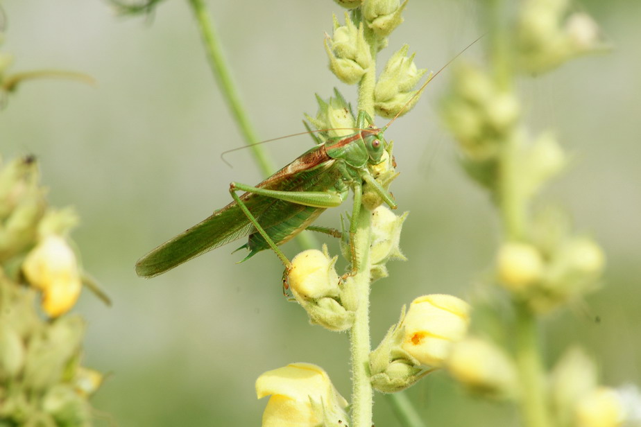 Tettigonia viridissima.