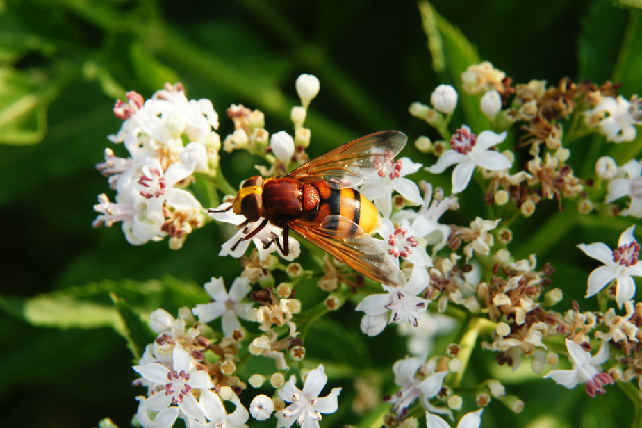 Volucella zonaria (Syrphidae)