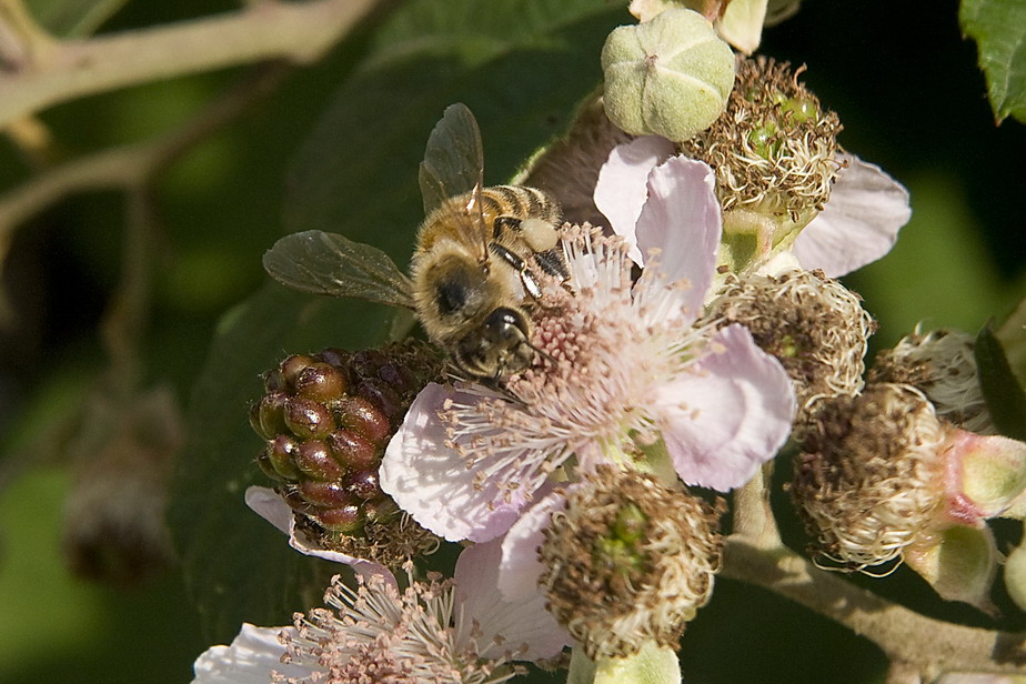 Apis mellifera su fiore di rovo