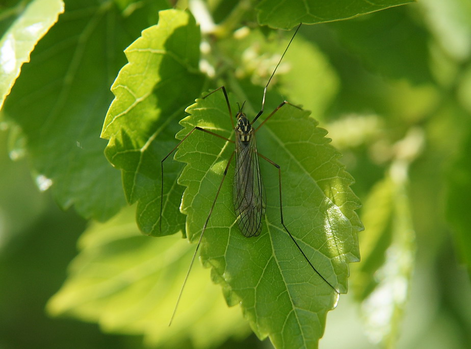 tipulidae?