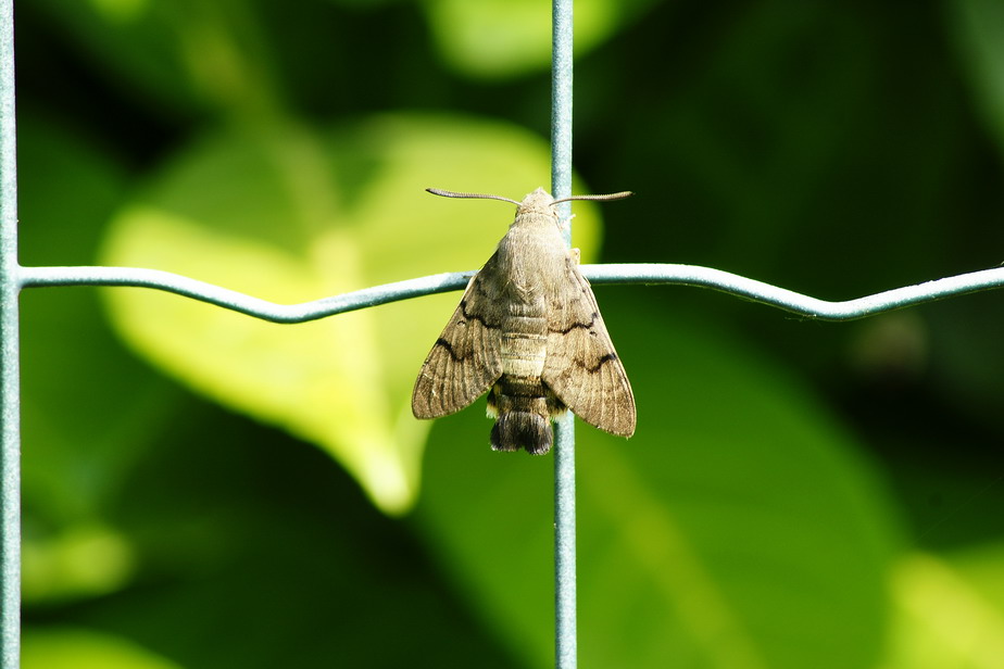 macroglossum