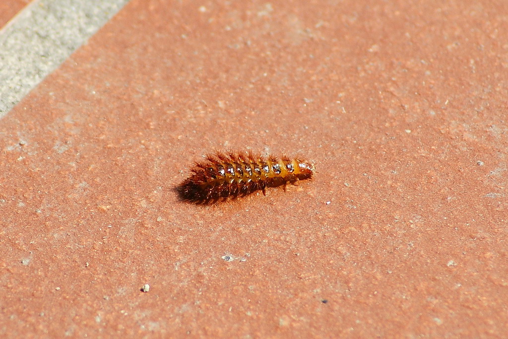 Larva di Drylus flavescens e larva di Lampyridae