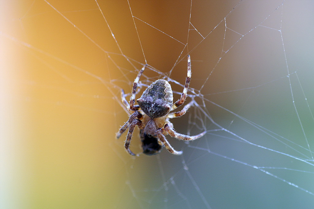 Araneus sp.