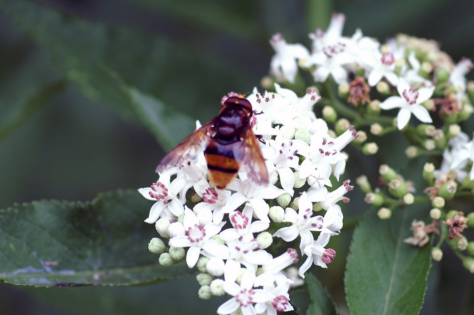 Volucella zonaria (Syrphidae)