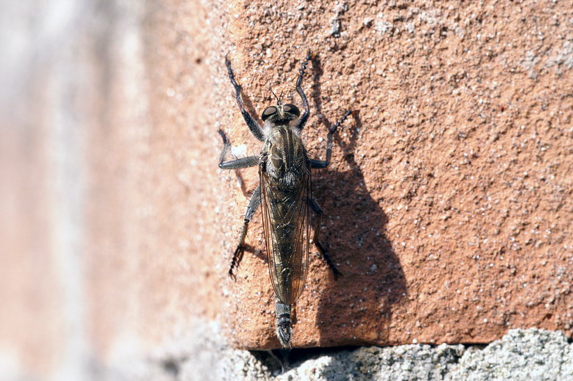 Asilidae