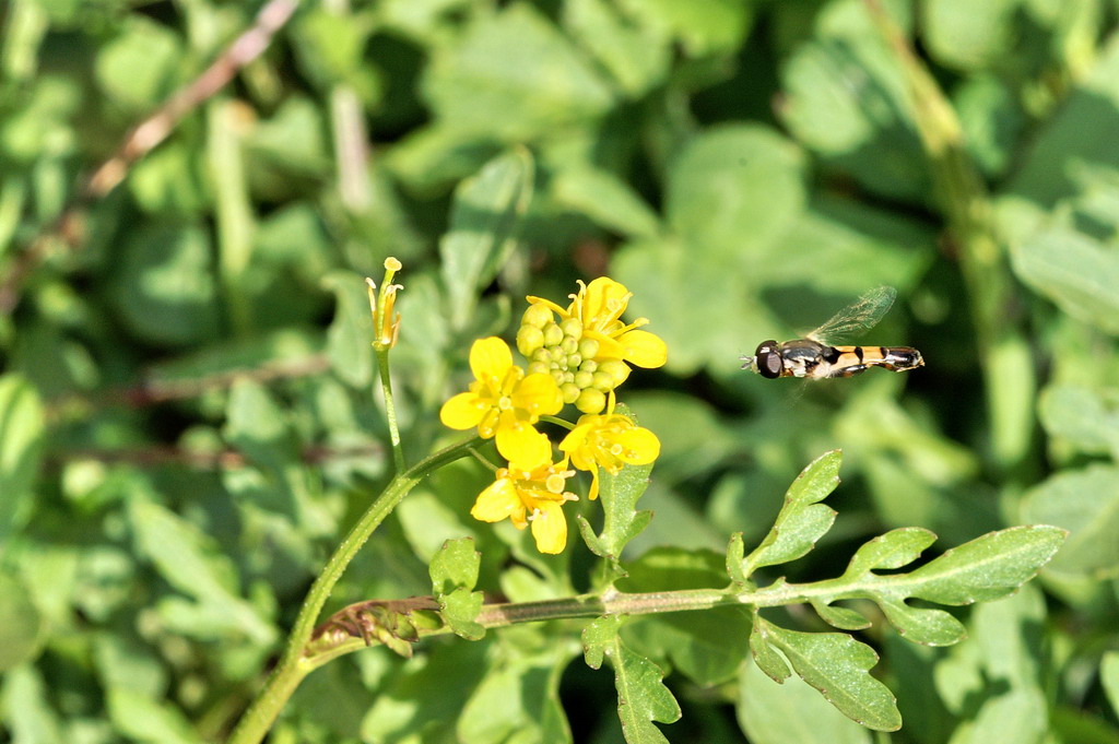 Syritta: pipiens o flaviventris