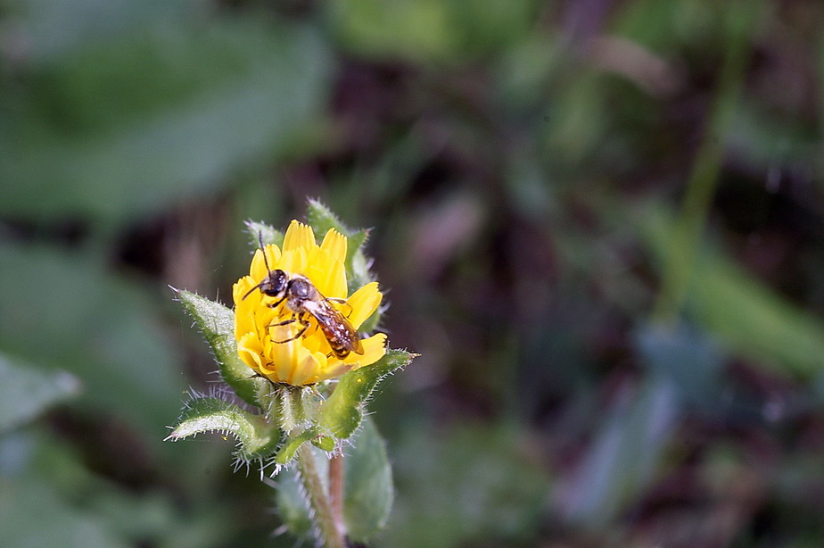 Apidae Halictinae: Maschio di Lasioglossum sp.