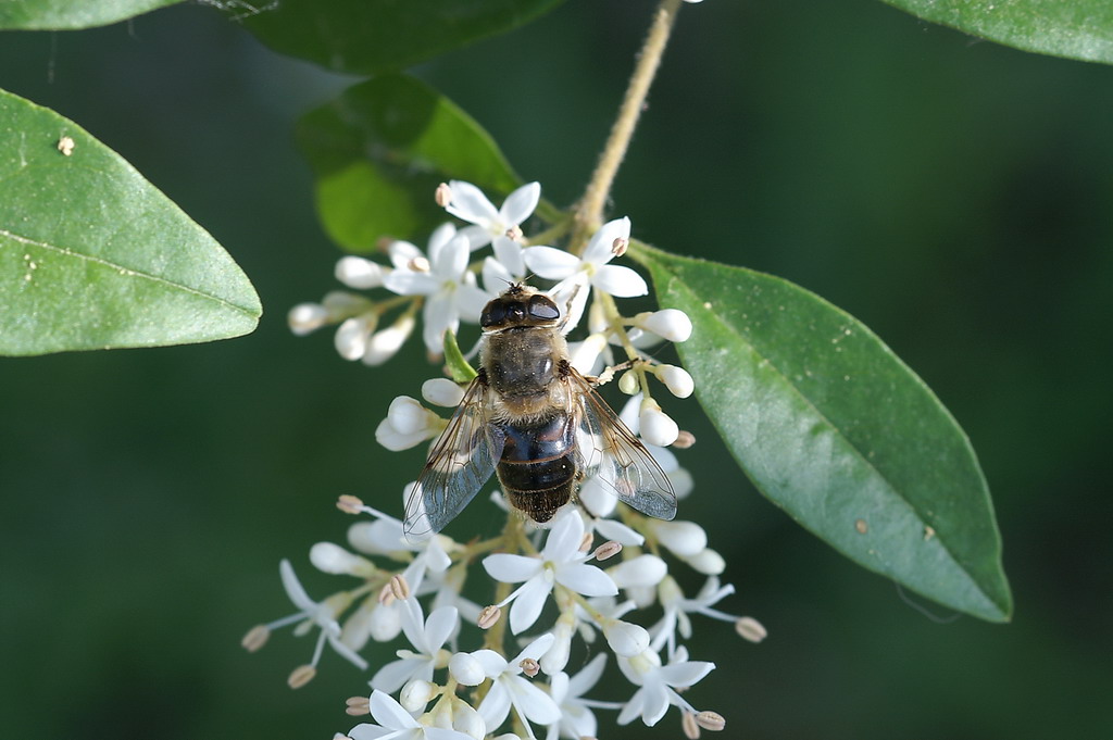 Femmina di Eristalis tenax