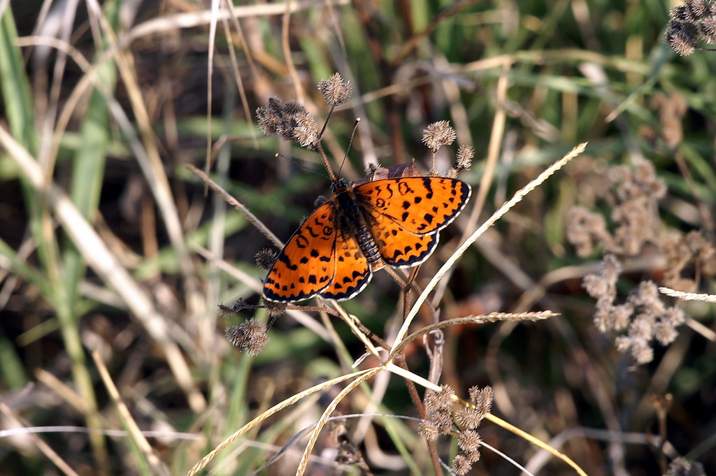 Melitaea didyma