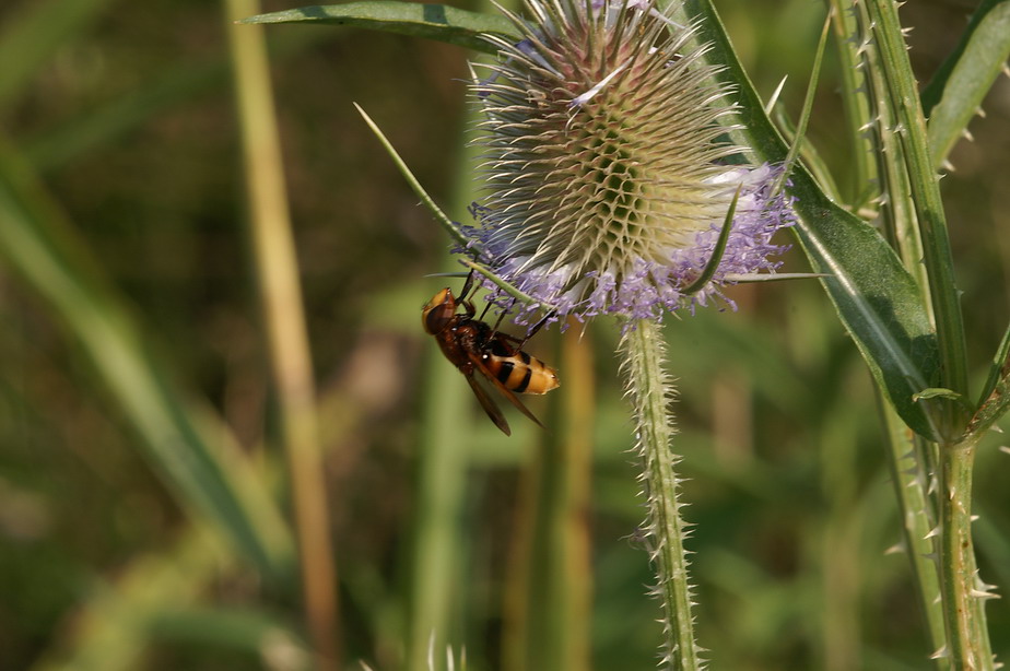 Volucella zonaria