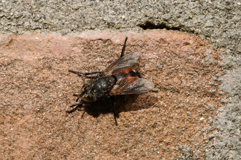 Peleteria cf. rubescens (Tachinidae)