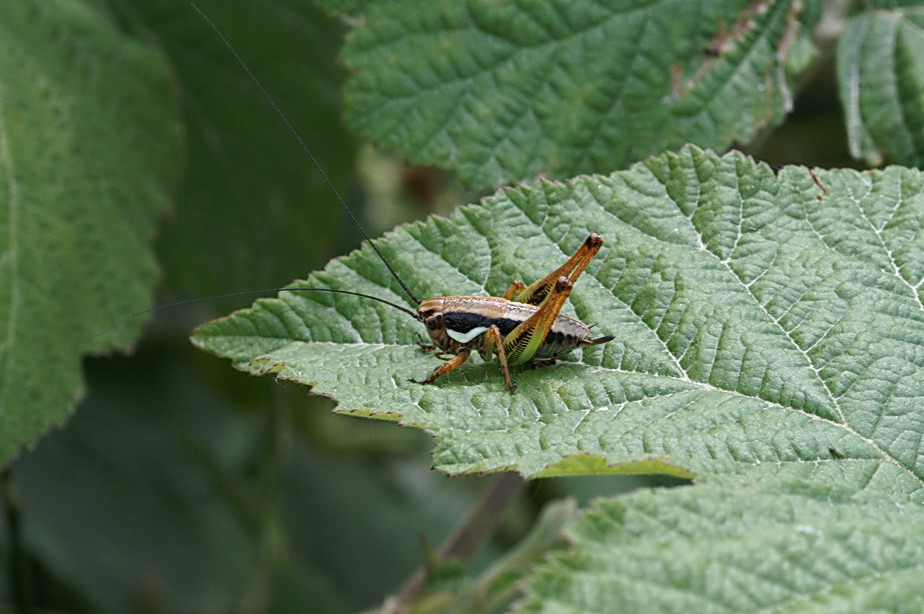 Ninfa di Eupholidoptera sp.