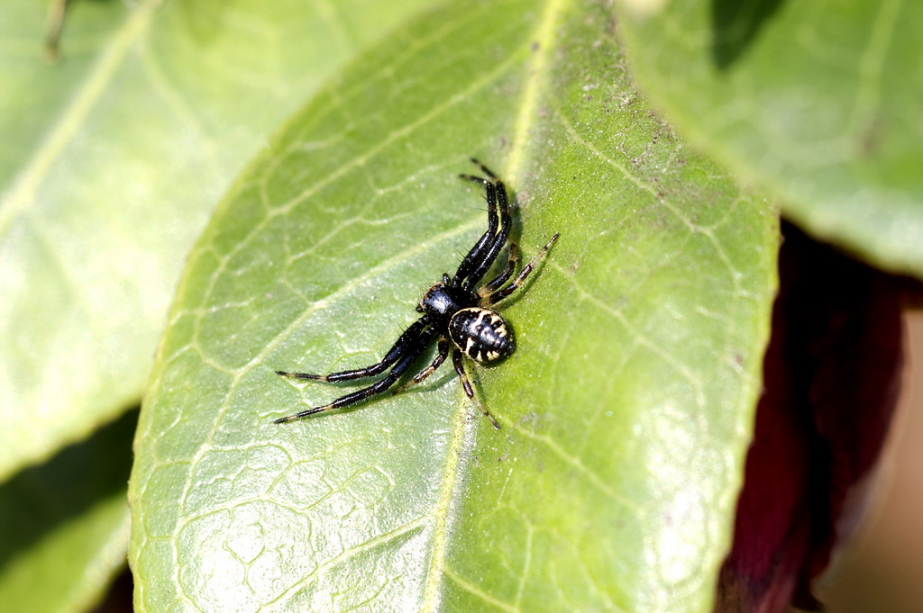 Synema globosum