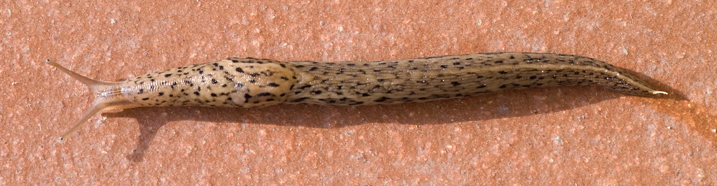 Limax maximus da Ostiglia (MN)