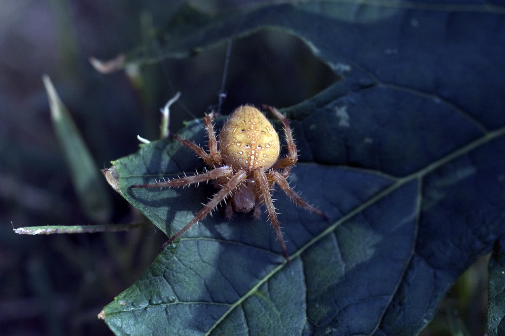 Araneus cfr diadematus