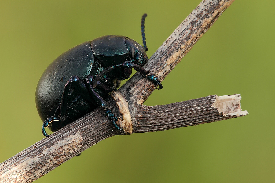 Timarcha nicaeensis