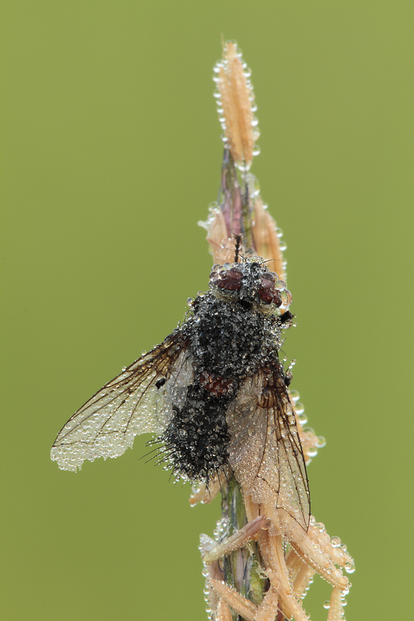 Tachinidae