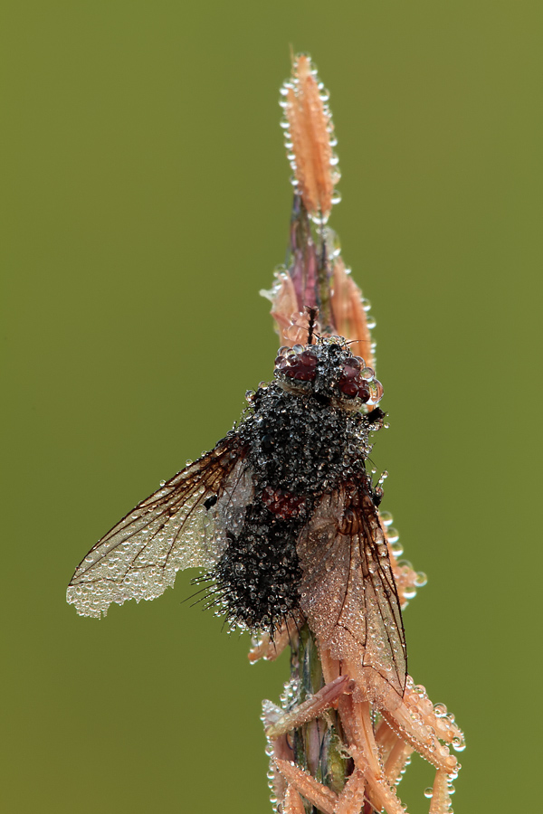 Tachnidae