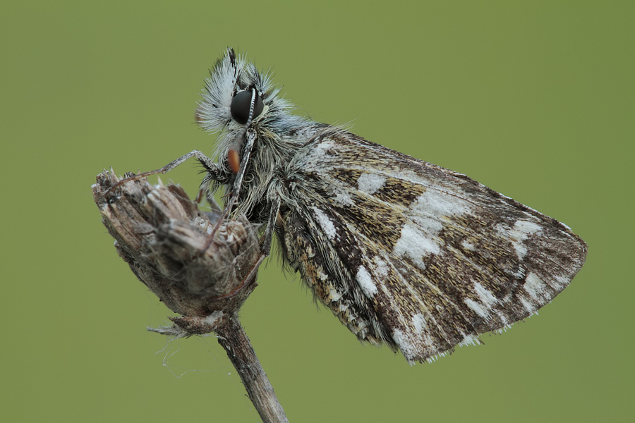 Hesperiidae da ID