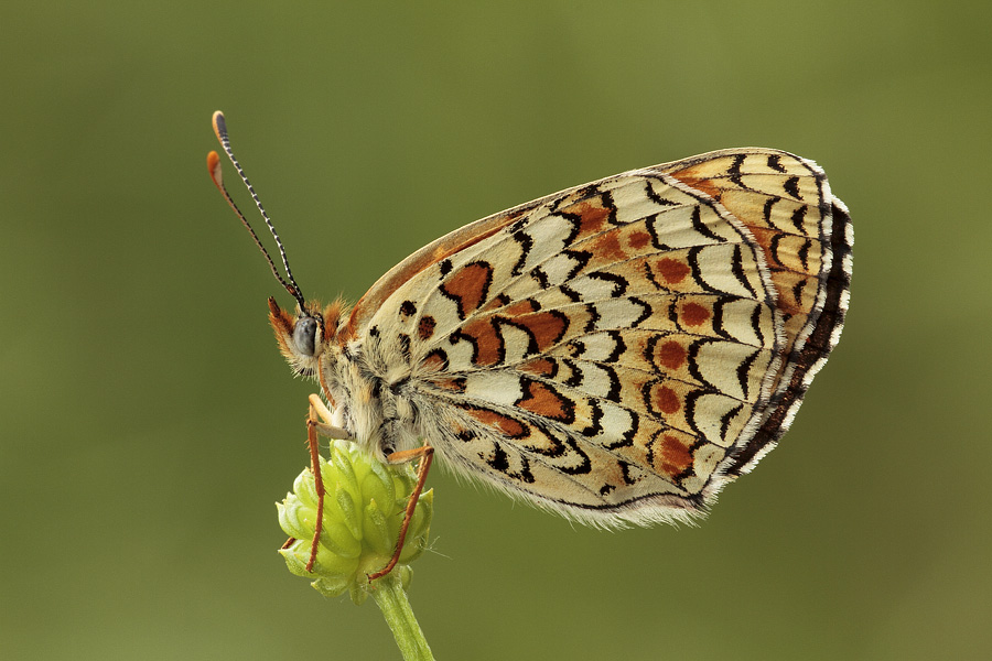 ID Melitaea! - Melitaea phoebe