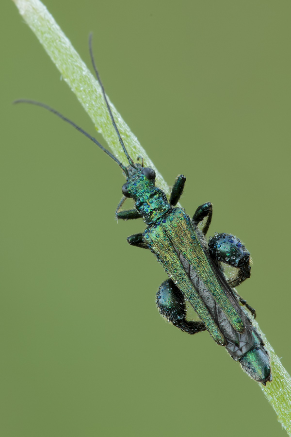 Maschio di Oedemera cfr nobilis