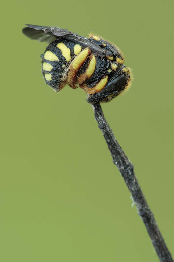 Anthidium (o Anthidiellum?) dorme attaccato ad uno stelo