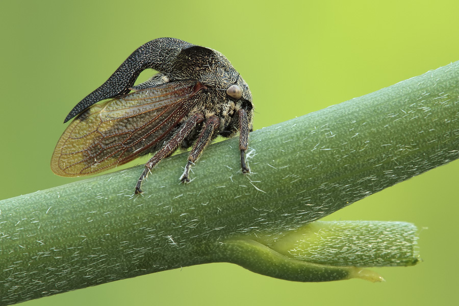 Centrotus cornutus