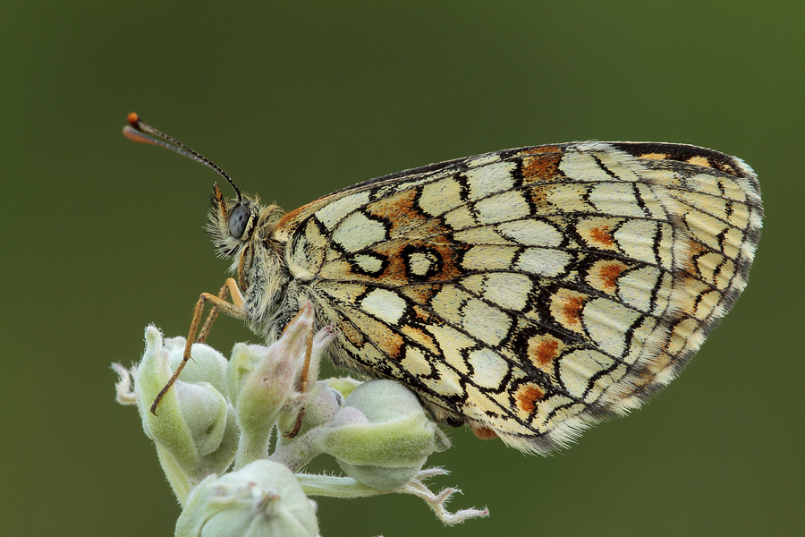 ID Melitaea!