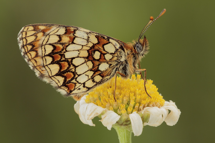 ID Melitaea!