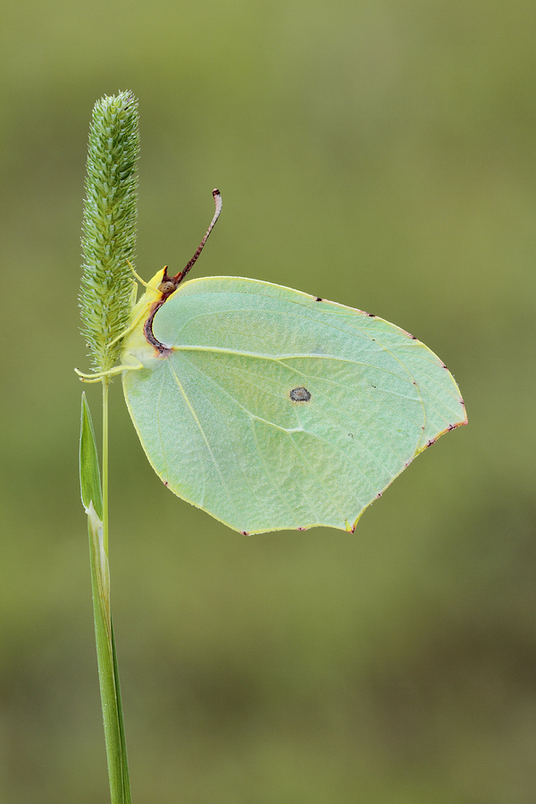 Gonepteryx cleopatra o rhamni???