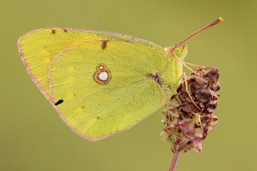 Colias crocea???