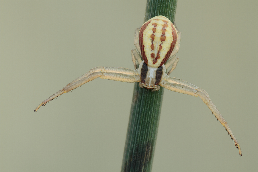 Runcinia grammica