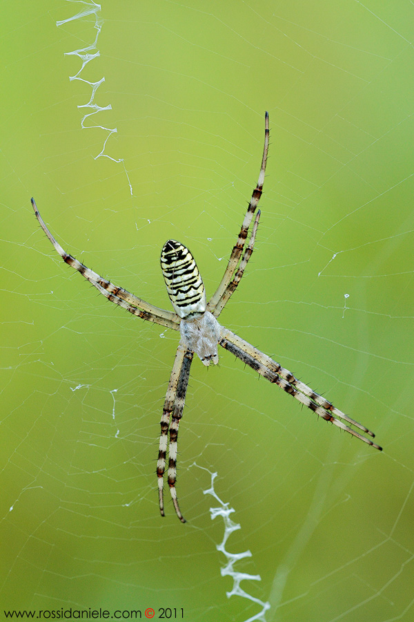 Argiope bruennichi