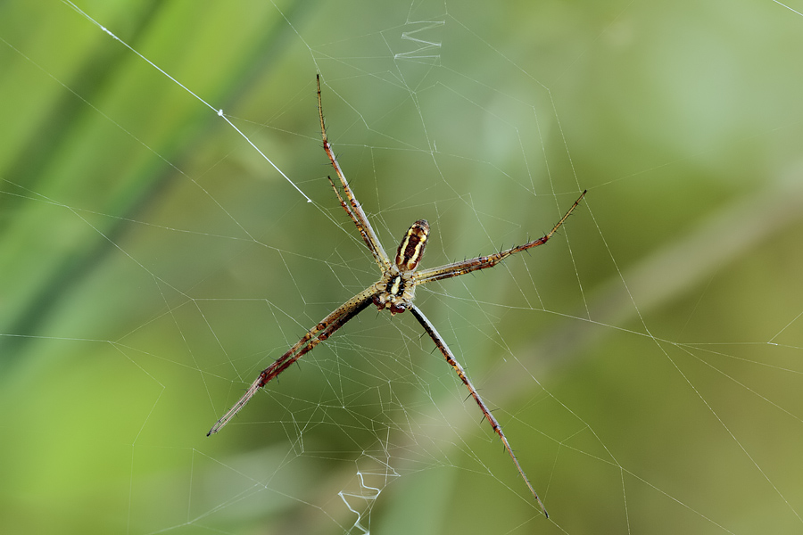 Argiope bruennichi